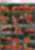 85460282_[14y]_rosmeri___fantasyinyell.jpg